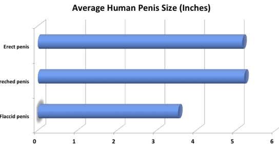 Average Size Of Human Penis 39