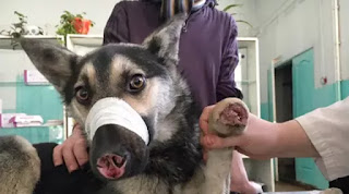 Gak Punya Hati! Sebelum Dibuang, Hidung dan 3 Kaki Anjing Malang Ini Dipotong Gak Punya Hati! Sebelum Dibuang, Hidung dan 3 Kaki Anjing Malang Ini Dipotong