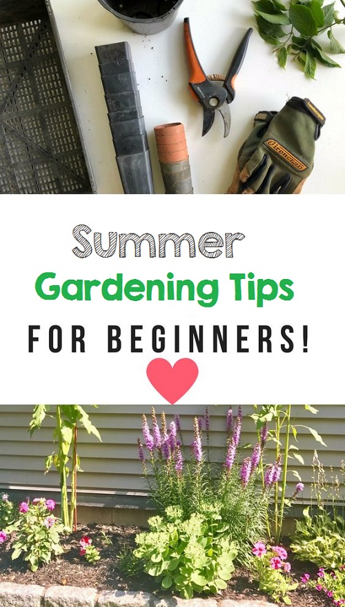 Summer Gardening Tips For Beginners Organic Gardening
