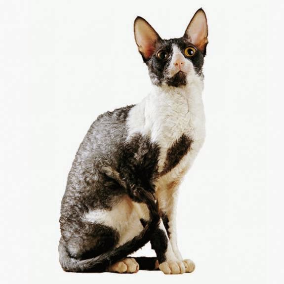 Natura & Animali