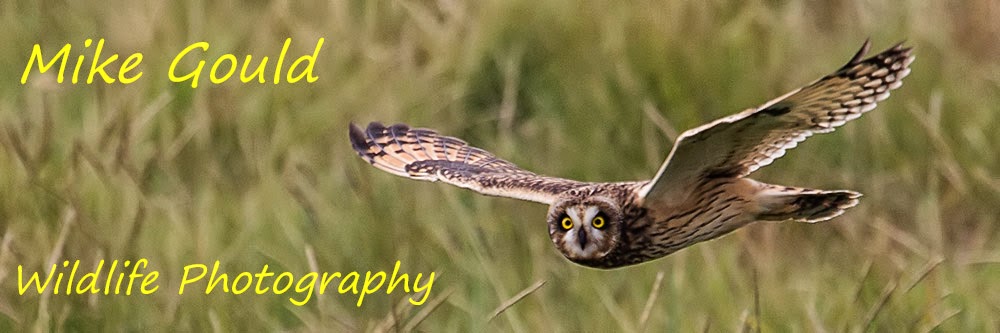 Mike Gould Wildlife Photography