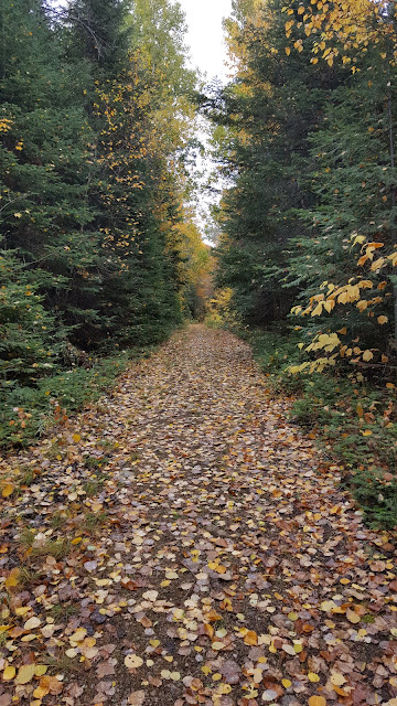 Sentier pédestre pour le mont Carcan