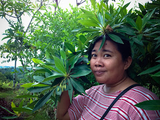 Woman Enjoy A Holiday With Face Among Sweet Green Leaves Of The Tree In The Garden North Bali Indonesia
