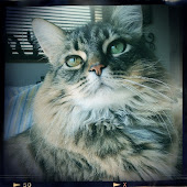 ★猫娘のプロフィール