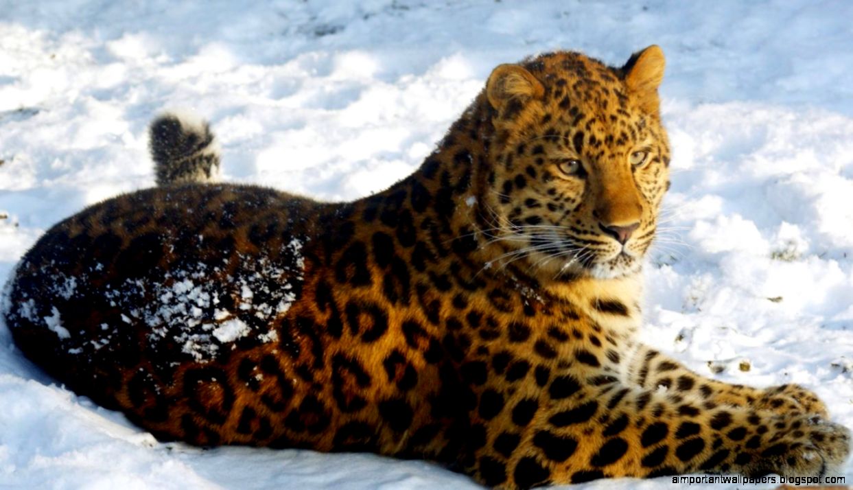 Amur Leopard
