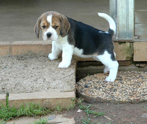 Beagles+Puppy+For+Sale1.jpg