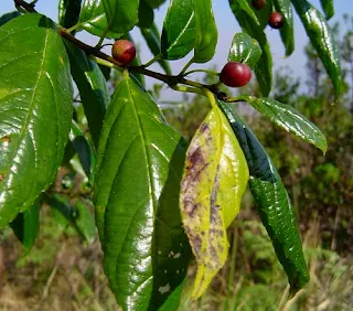 Gesho Plant in Africa Used For Food Firewood Money and Medicine