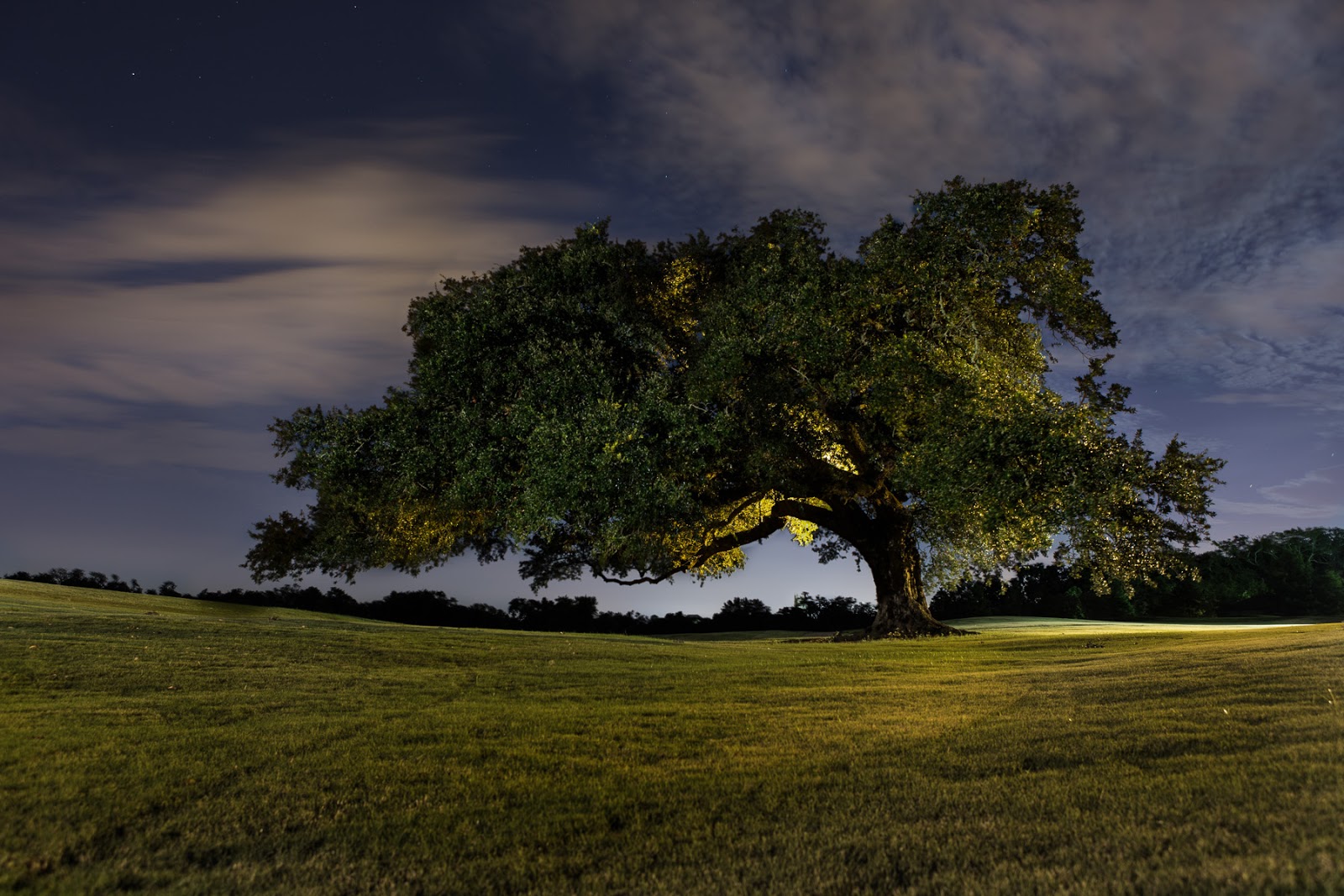 New Orleans Trees Olmstead Tree New Orleans Oak Tree at Night