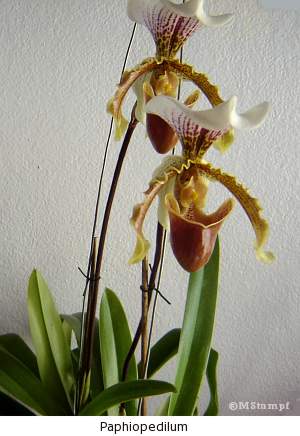 A beleza das orquídeas!!! - Jeito de Casa - Blog de Decoração e Arquitetura