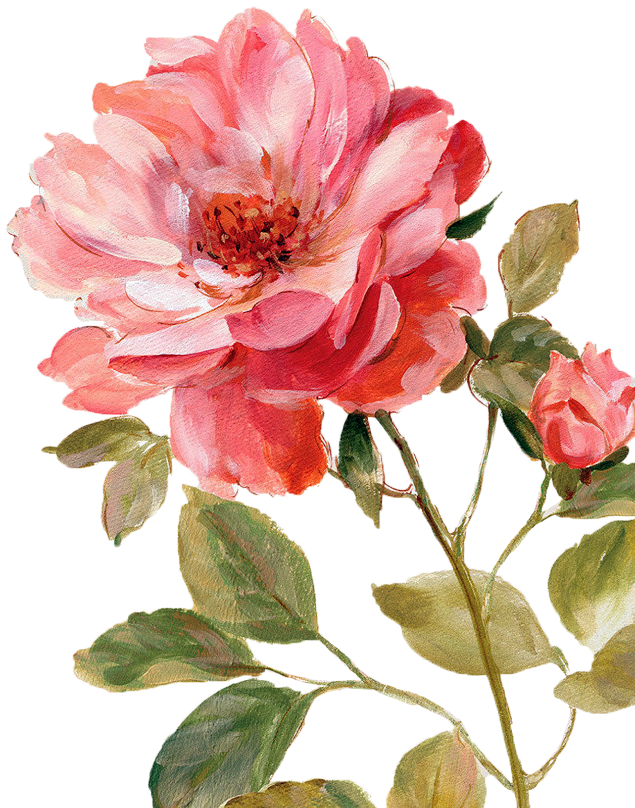 32+ Watercolor Transparent Background White Rose Png Pics