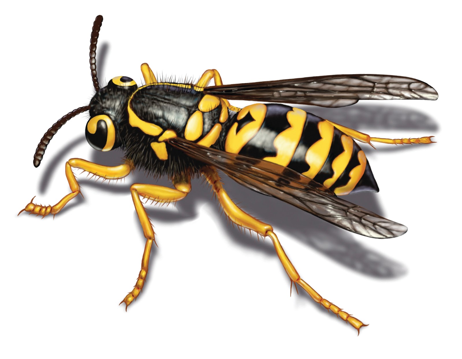 Matt's Blog: How to Get Rid of Yellow Jackets in Siding or Window Trim