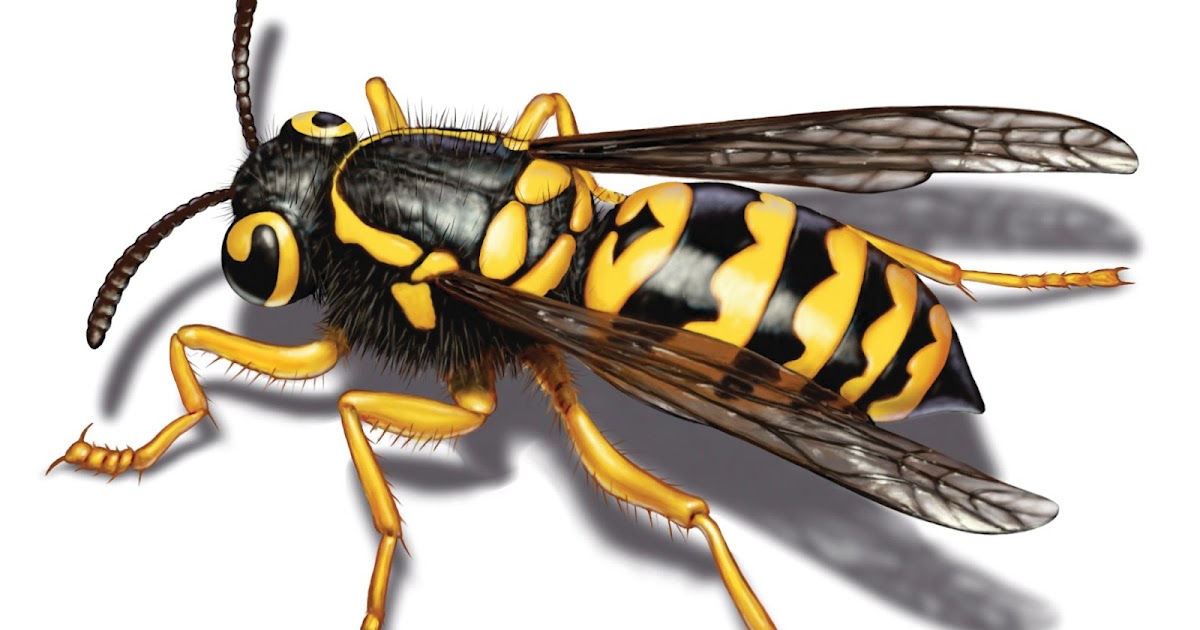 How To Get Rid Of Yellow Jackets In Siding Naturally 14. yellow jacket. 