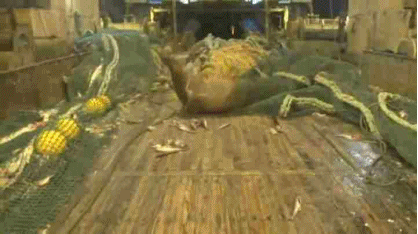 그물에 걸려서 성질난 바다사자.gif | 인스티즈