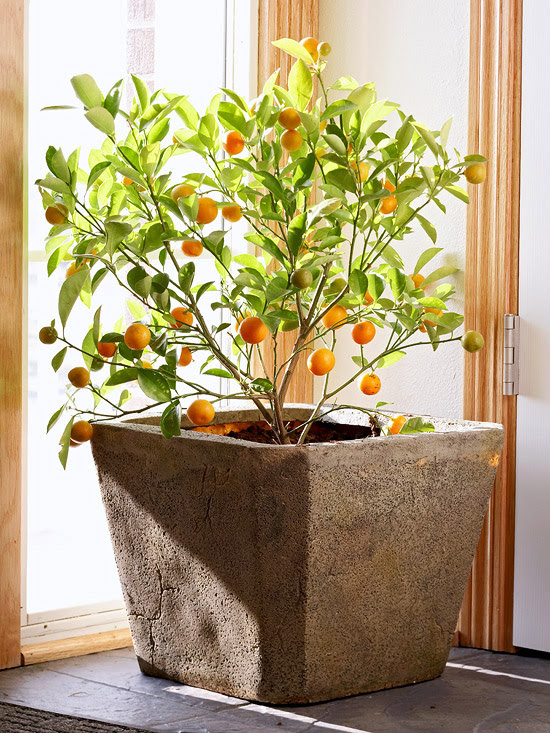 Amazing Indoor Plants to Grow During Winter, bringing the garden indoors.