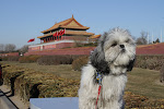 My Blog Dog- In Beijing