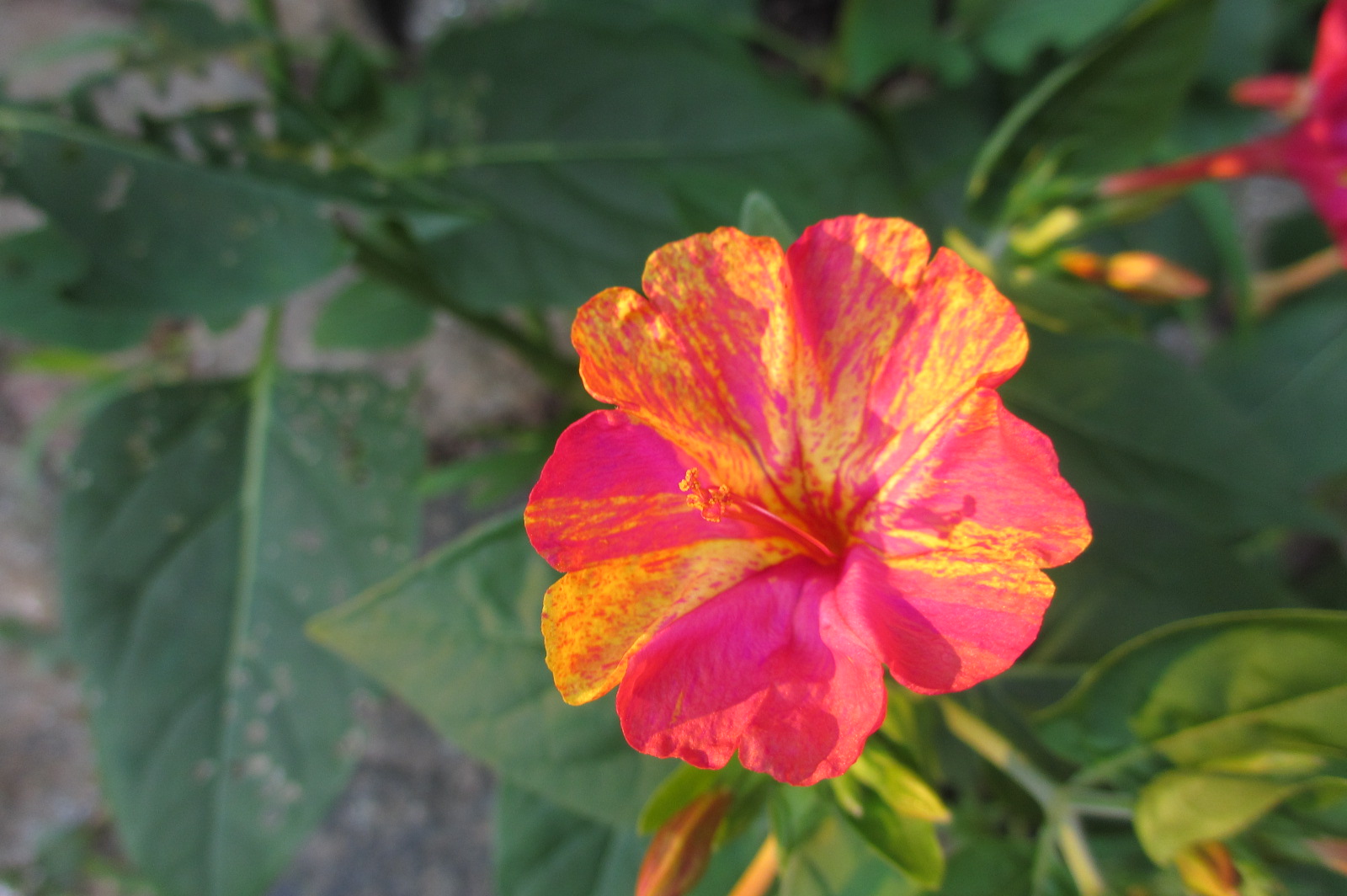 Reluctant Rebel Why Do My 4 O'Clocks Bloom at 730? And A 'Hummingbird