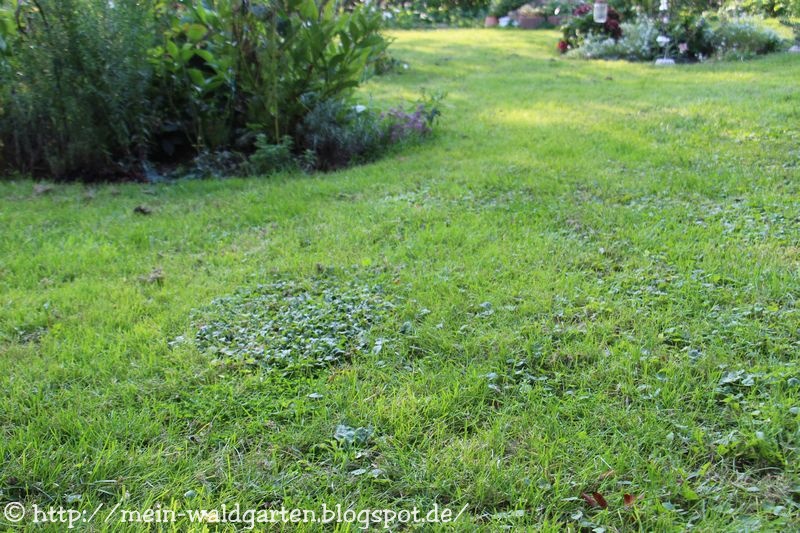 Mein Waldgarten Pflegeleichter Garten Neuzugange Und Unkraut
