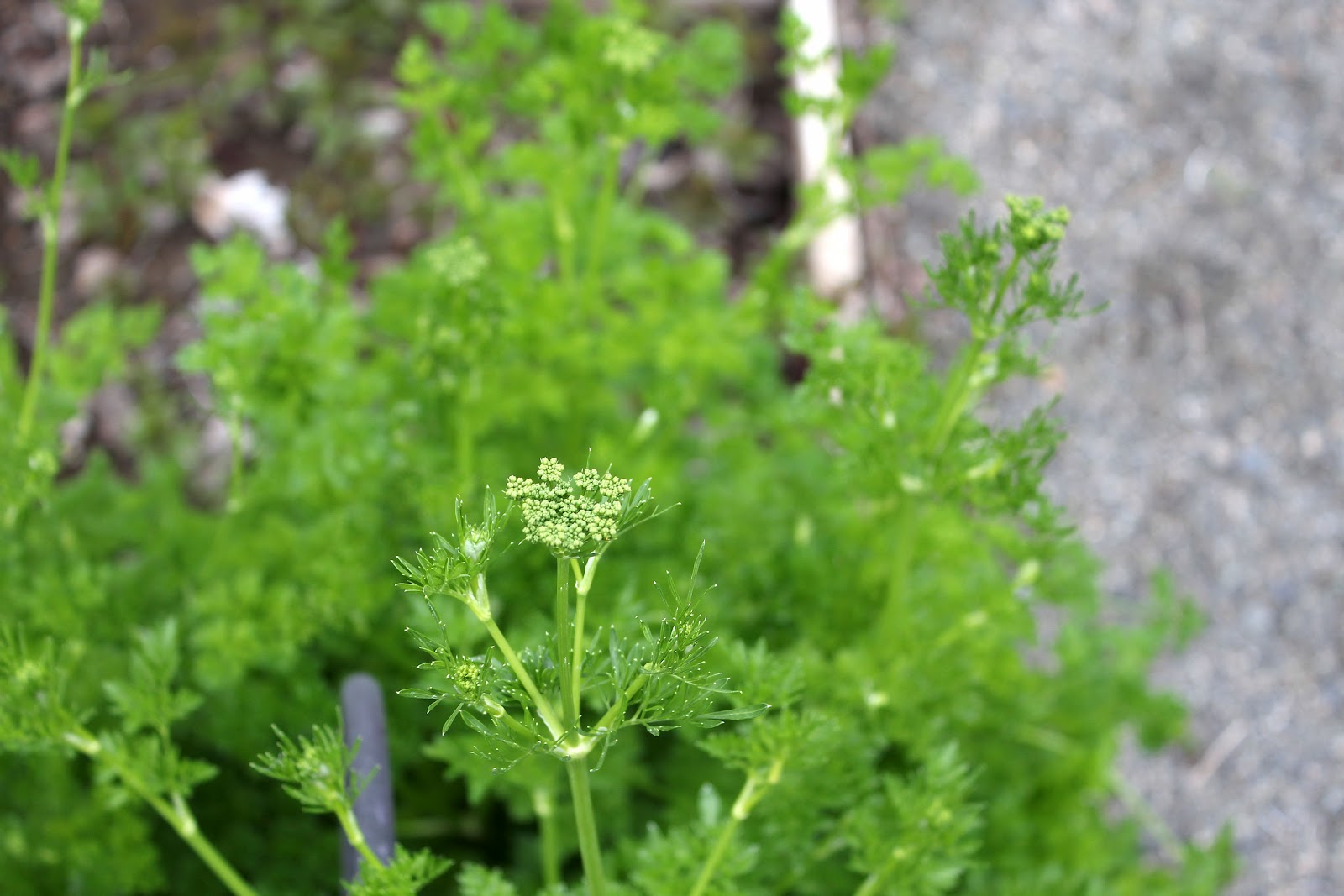 My Mountain Garden Gleanings Parsley Seeds