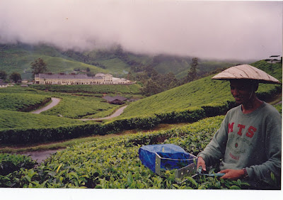Munnar, olden days, tea plantations, Kerala, India travel blog