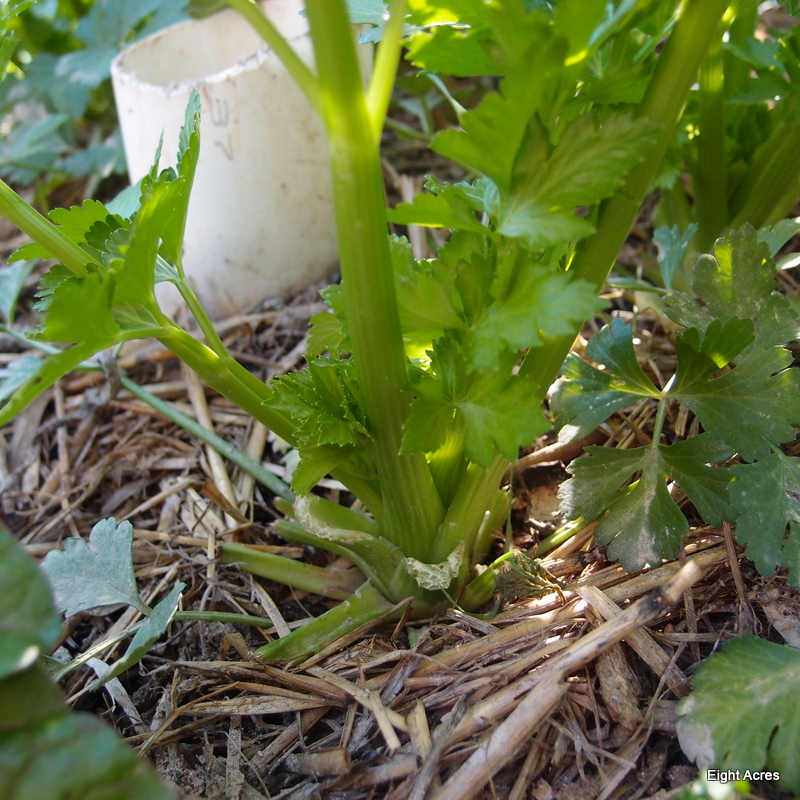 Growing and using celery Eight Acres Natural Living