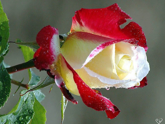 Beautiful Roses