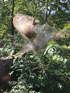 Fall webworm nest in black walnut tree (photo credit: Lucas Herndon)