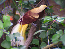 paradise bird lesser minor paradisaea birds animal flying commons king wikimedia