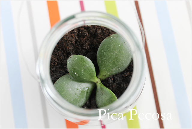 tutorial-hacer-regalo-companeros-colegio-cumpleanos-planta-en-bote-cristal-con-asa-alambre-diy