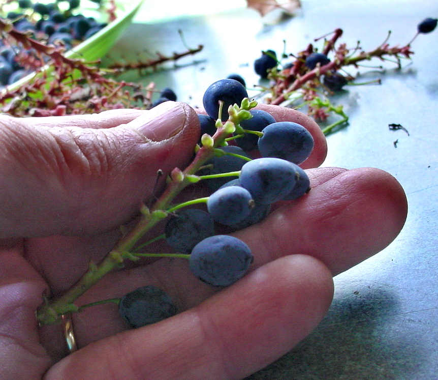 oregon grape oregon grape