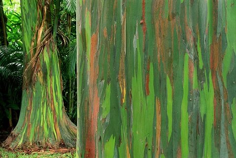 Pohon Berbatang Pelangi Ini Ternyata Ada Di Indonesia, Lihat Foto-Fotonya Yang Menakjubkan!