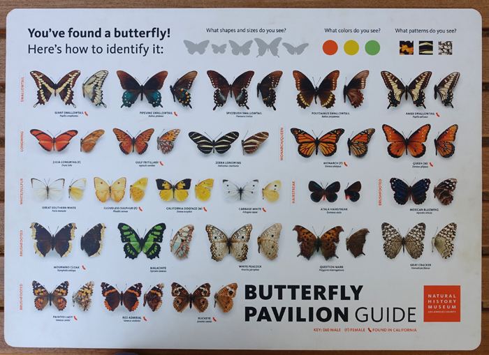 The Intrepid Tourist BUTTERFLIES ALL AROUND New Butterfly Pavilion