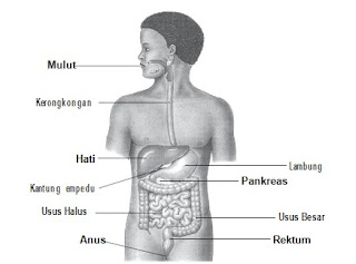 Sistem Pencernaan Beserta Organ Penyusunnya Sistem Pencernaan Beserta Organ Penyusunnya