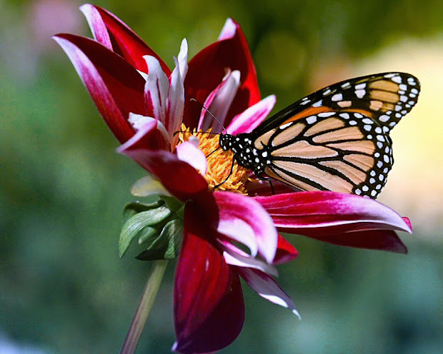 bing wallpapers as desktop butterflies amazing wallpaper hd library