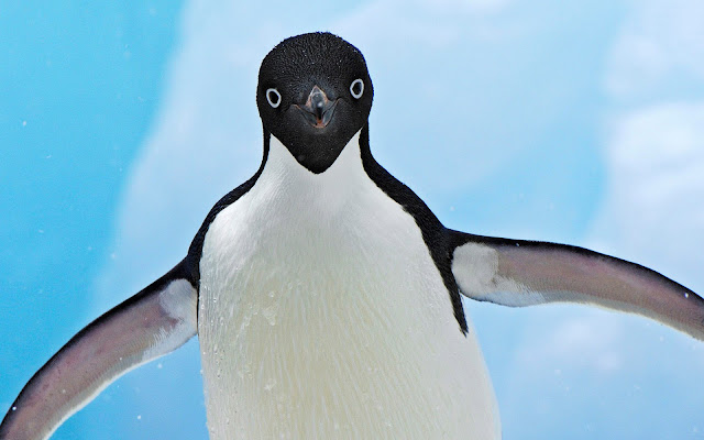 Close up photo with a beautiful penguin spreading his wings and looking cute in the camera