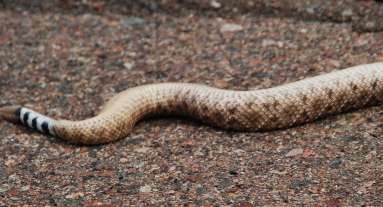 desert horses snake question ***WARNING**snake photossnake stick