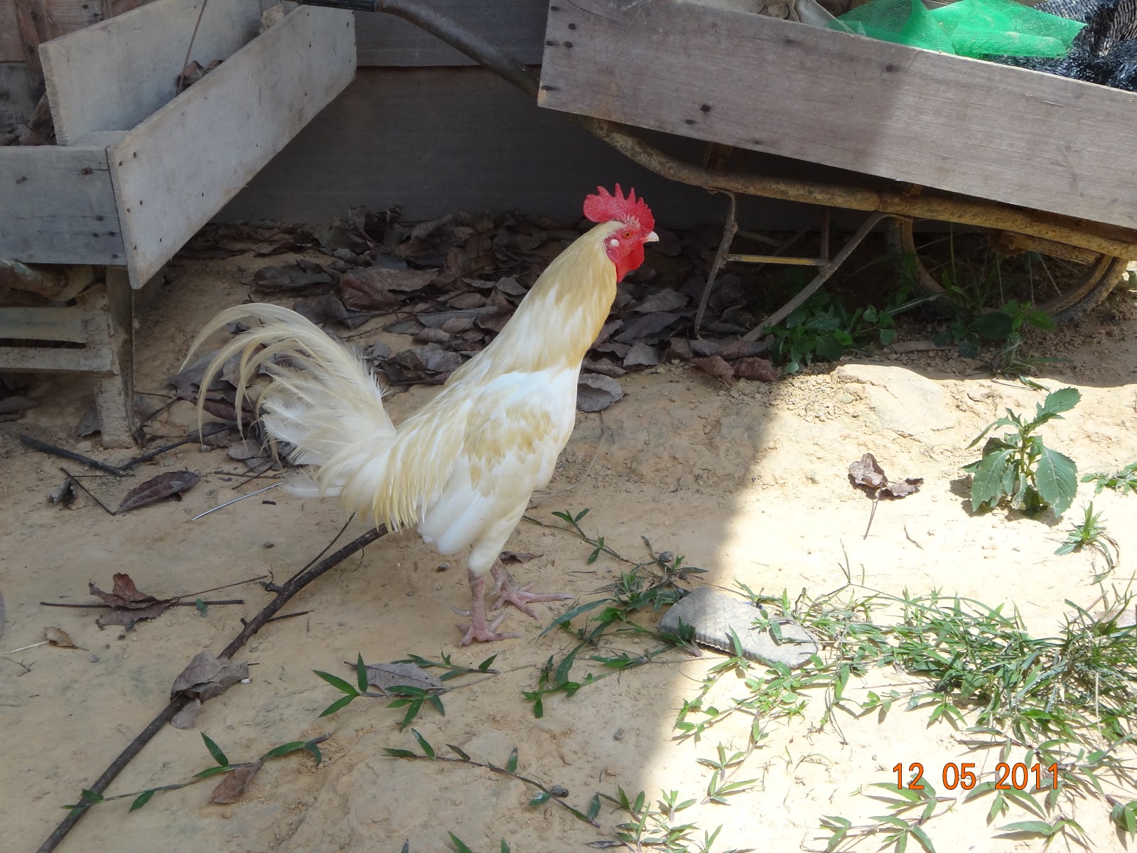 Experimental Farming: Free Range Chicken,