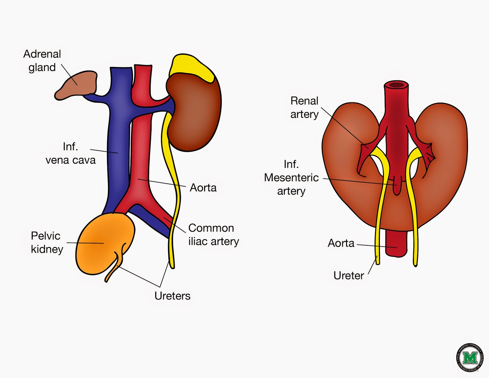 USMLE COMLEX Study Guides First Aid Renal Embryology