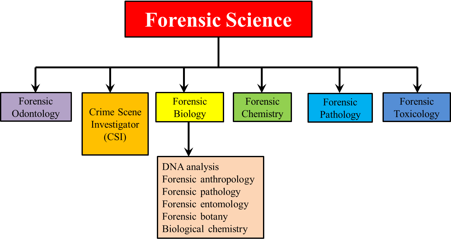 Divisions Of Forensic Science