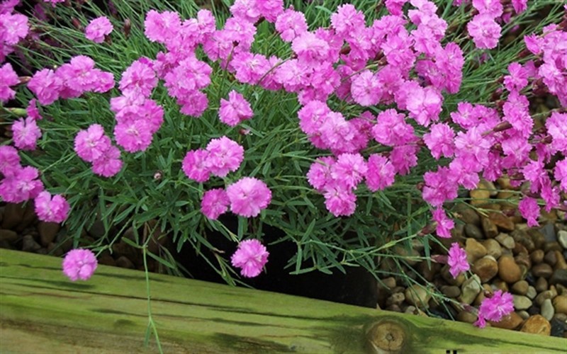 cvece za baste dvoriste sobe karanfil cvece turski karanfil