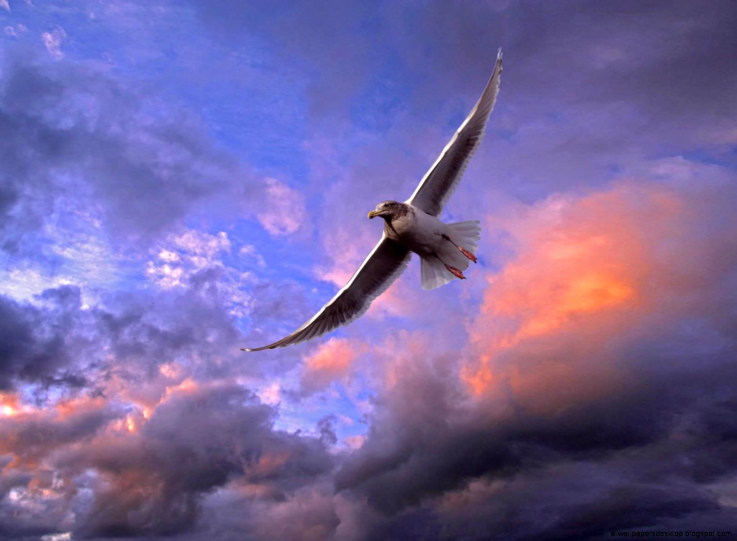 Seagull Bird Flight Sky Hd Wallpaper
