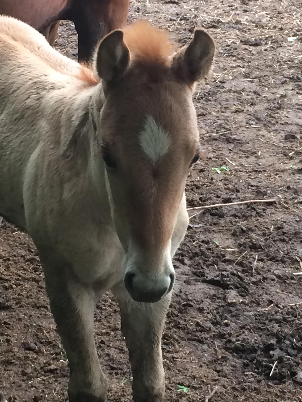 Windy Creek Quarter Horses Windy Creek babies have arrived!