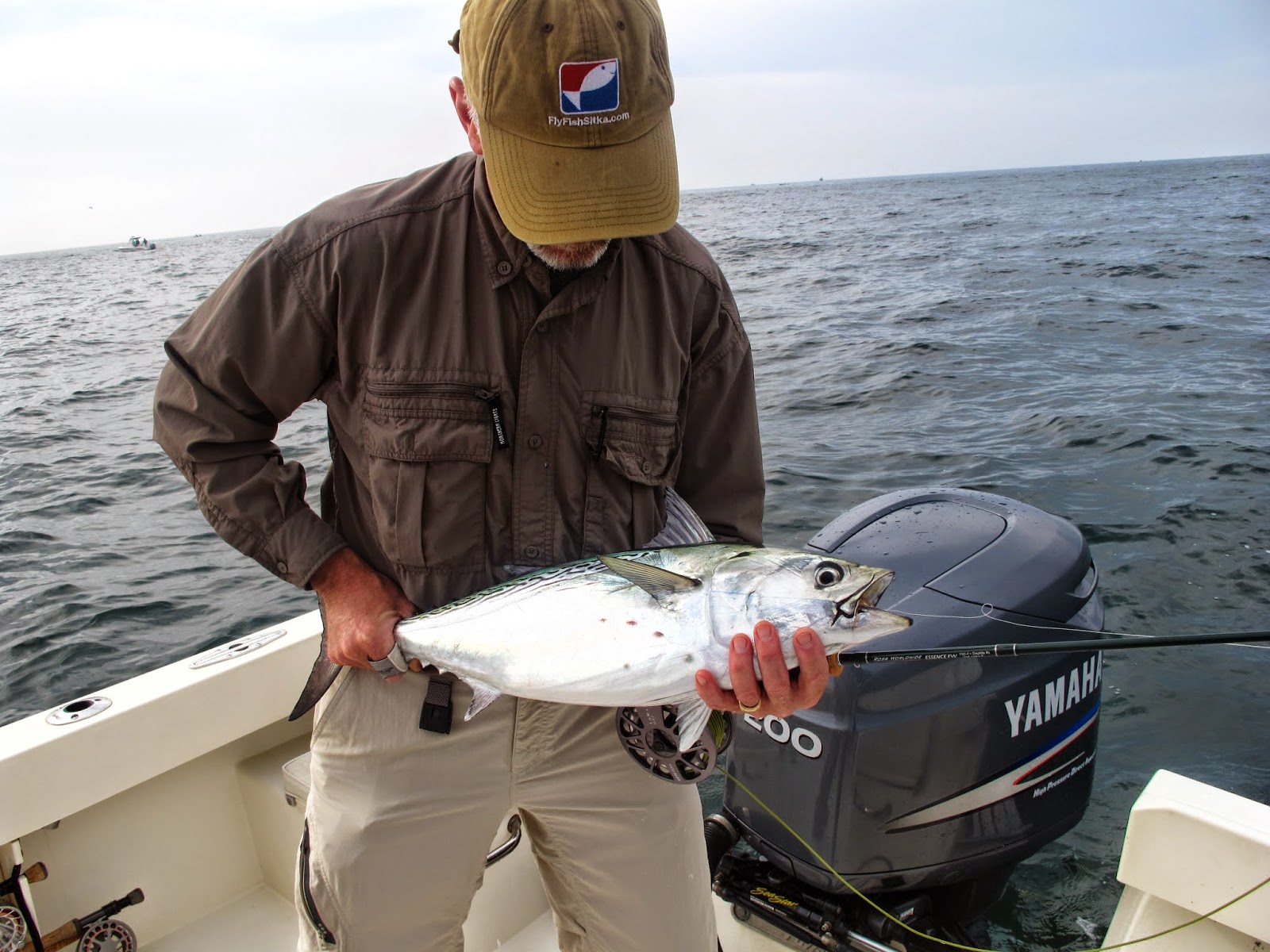 Boston Fly Fishing and Report False Albacore and Bonito from the Long