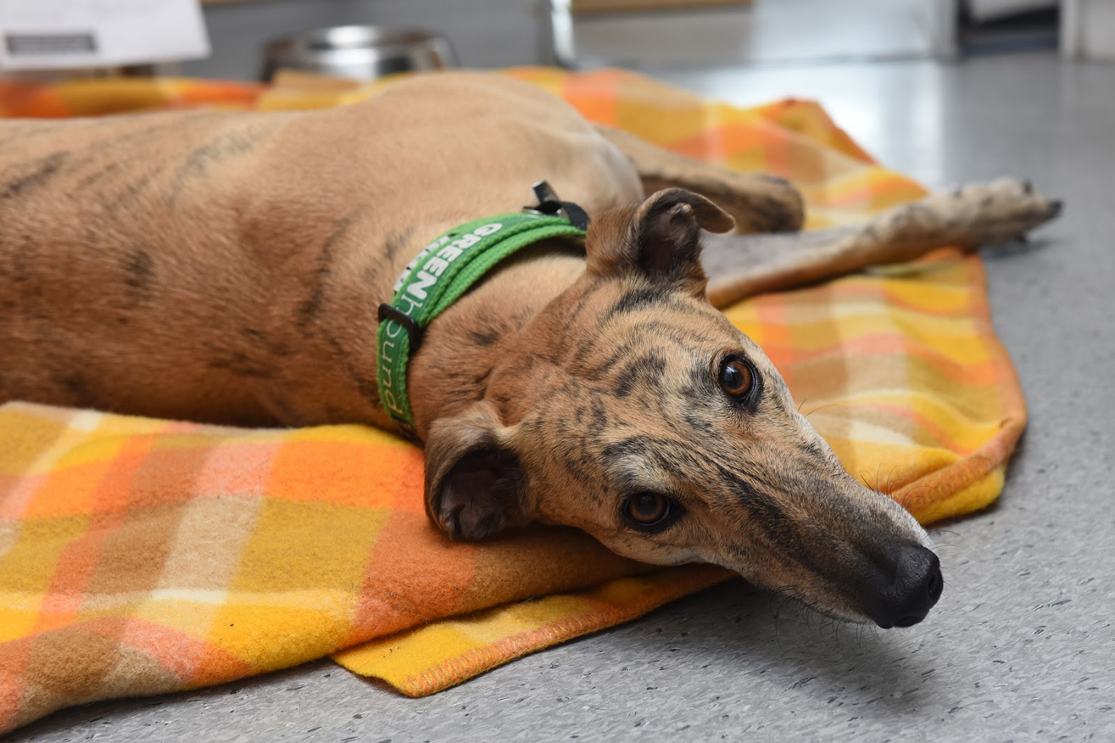 Are Retired Greyhounds Good Pets