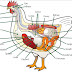 Treating a chicken for Sour Crop disease
