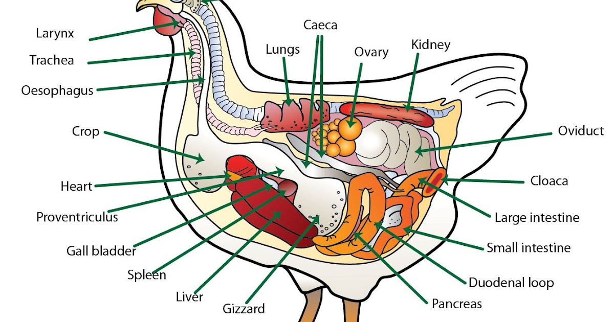 Treating a chicken for Sour Crop disease Vet in Training