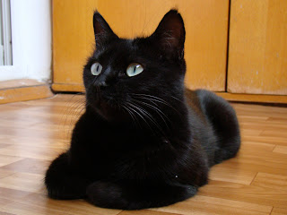 black cat pictures