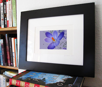 A framed display of the vibrant indigo blue of a spring crocus macro finds itself on a modern background of complimentary colors.