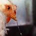 Penyakit Pilek Anak Ayam (SNOT atau Coryza)