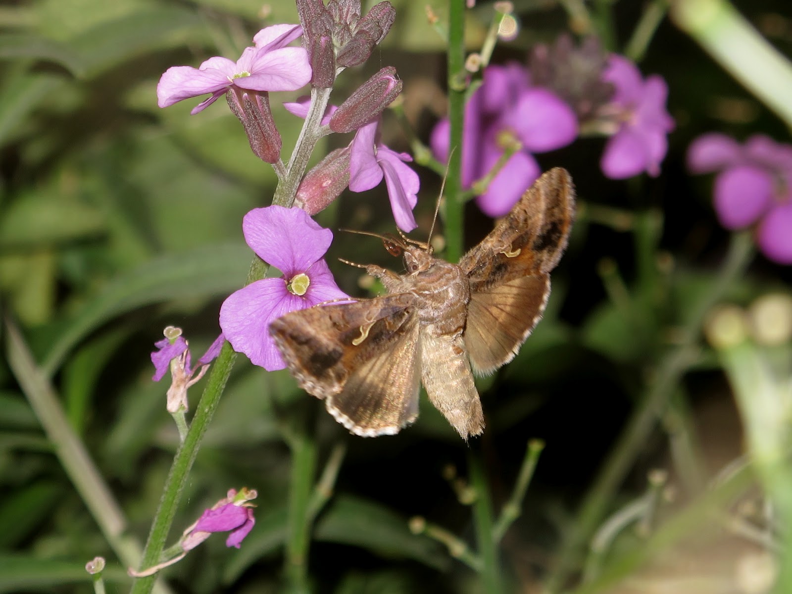 BugBlog Night pollinators