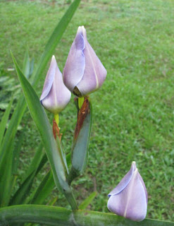 Walking Iris Flowers